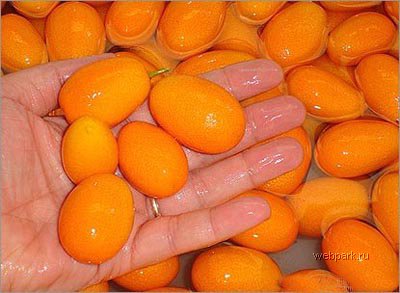 07_1107_kumquat.jpg
