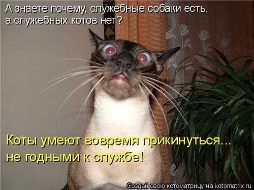 getImageCA33UD7T.jpg