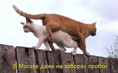 getImageCAOTY3LH.jpg