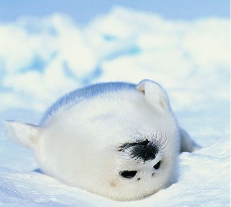 cute_baby_seals_47.jpg
