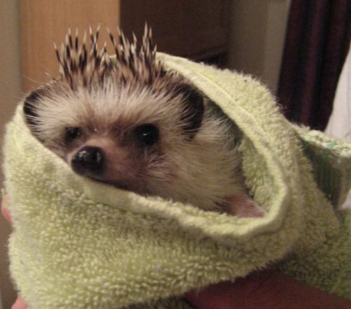 hedgehogs_taking_bath_05.jpg