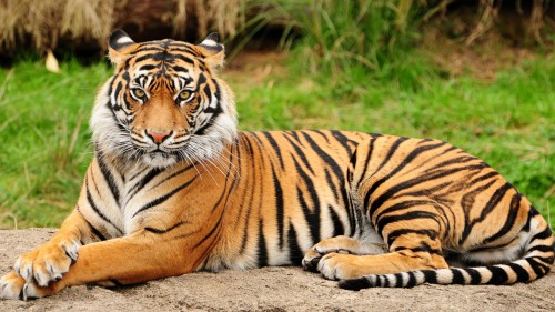 tigr-lyubit-rukovodit.jpg
