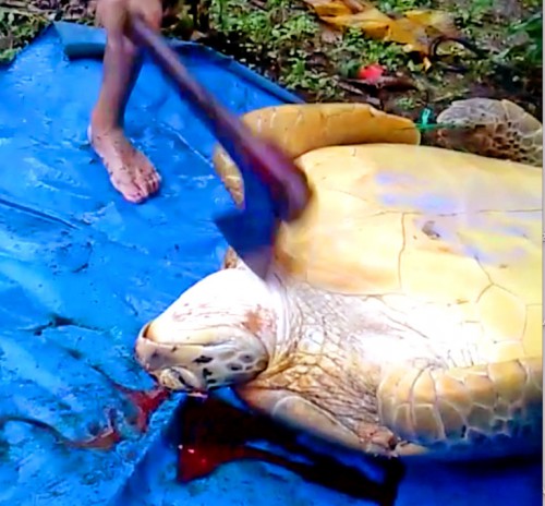 TurtleGrab-1-768x713.jpg