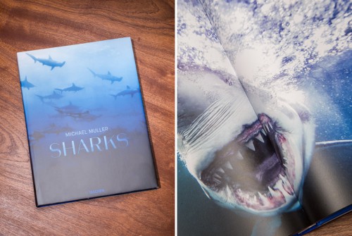 Coffee-Table-Books-Gear-Patrol-SHARKS.jpg
