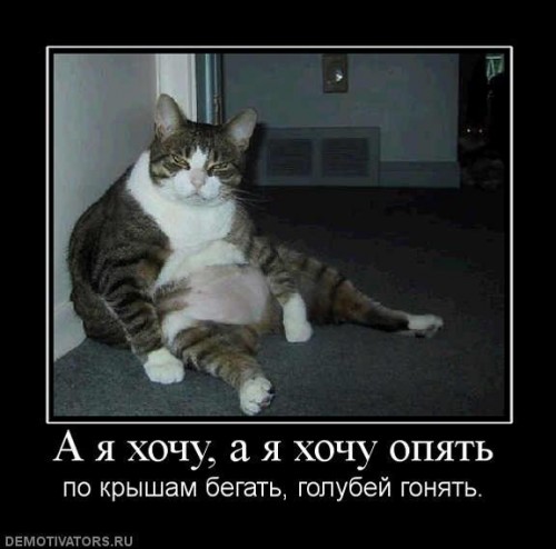 foto-смешные-демотиваторы-котэ-котэ-демотиваторы-32250.jpg