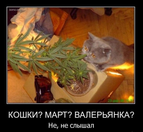 котэ-демотиваторы-41311.jpg