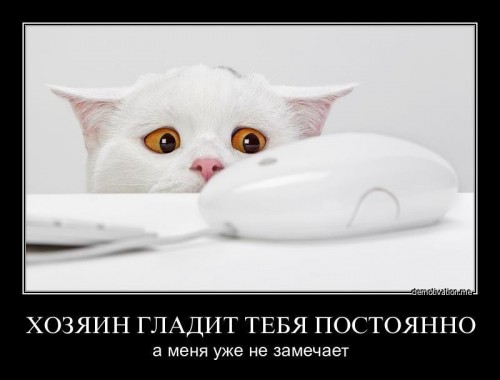 котэ-демотиваторы-котэ-41562.jpeg