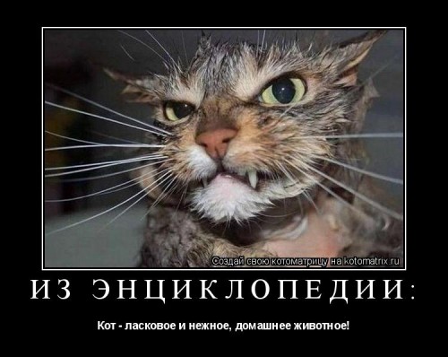 ко8.jpg