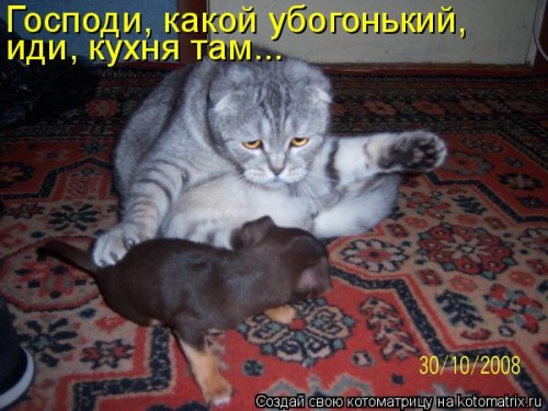 ко9.jpg