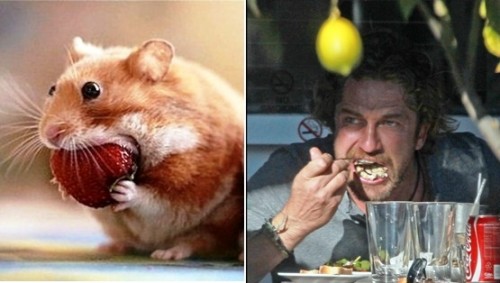 married-hamster[1]запиханка.jpg