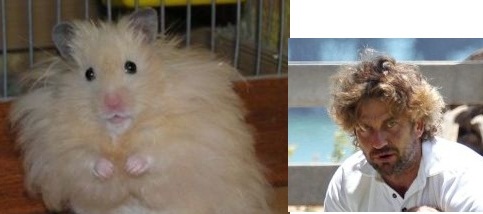 hamsters_22[1]лохматушка.jpg