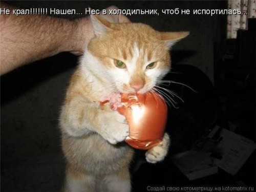 Кот_2_3_4[1].jpg
