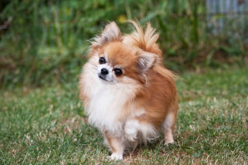 chihuahua2930.jpg