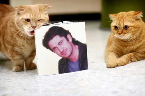 cat_eating_the_book_1duooakjj.jpg