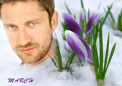 FlowersOnDesktop.com_000311.jpg