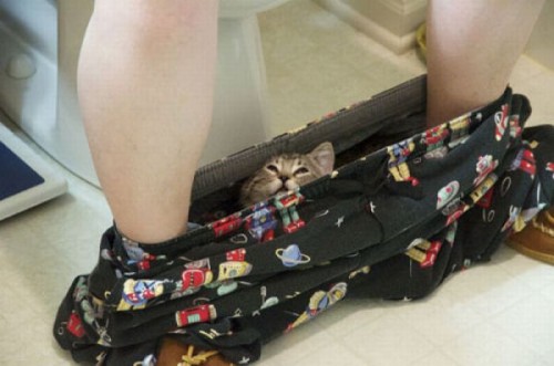 sneaky_kitties_02.jpg