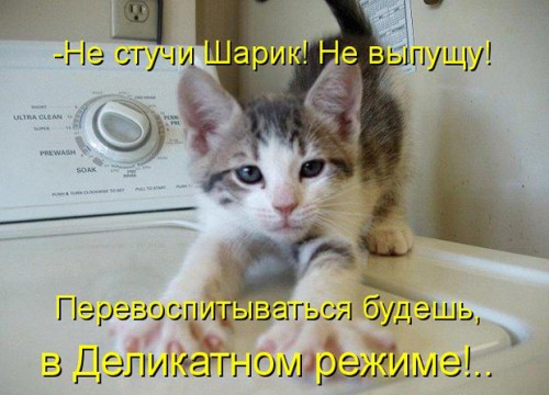 prikolnye-koty-i-sobaki-15.jpg